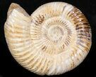 Perisphinctes Ammonite - Jurassic #38030-1